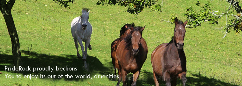 Kodaikanal Honeymoon